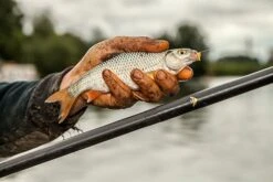 Drennan Acolyte Pro Whip - 8m -Rod Venture Sales Store 43015 18